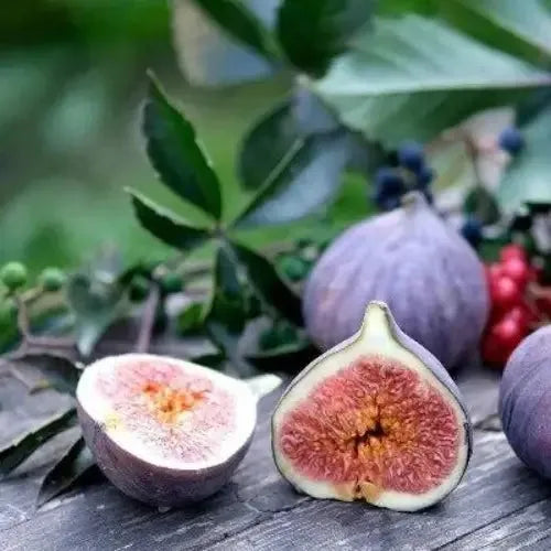 Wild Fig & Cedar Fragrance Oil - The Fragrance Room