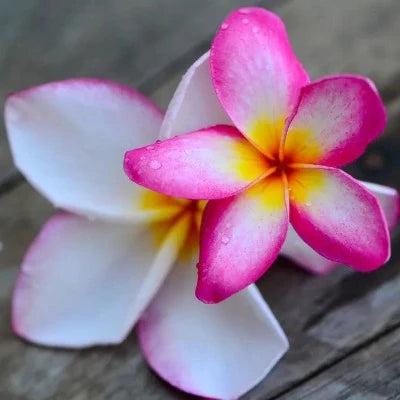 Wild Frangipani Fragrance Oil - The Fragrance Room