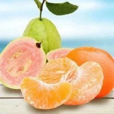 Zesty Tangerine Guava Fragrance Oil - The Fragrance Room