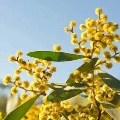 Australian Wattle Fragrance Oil - The Fragrance Room