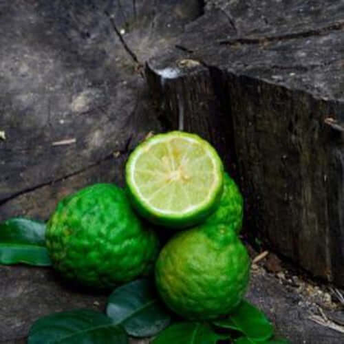 Bergamot Fragrance Oil - The Fragrance Room