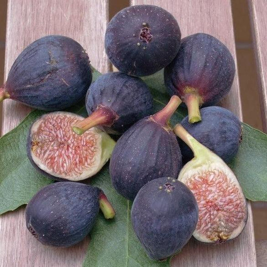 Black Fig & Guava Diffuser Oil Refill - The Fragrance Room