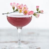 Cherry Blossom Sangria Diffuser Oil Refill - The Fragrance Room