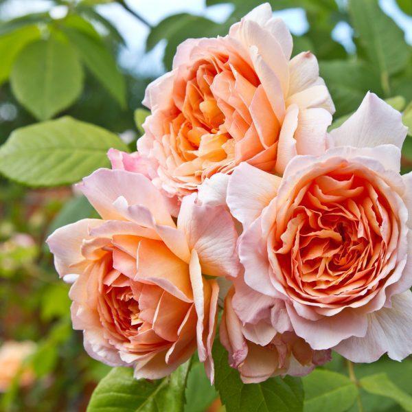 David Austin Rose Fragrance Oil - The Fragrance Room