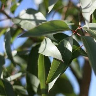 Eucalyptus Citriodora Diffuser Oil Refill - The Fragrance Room