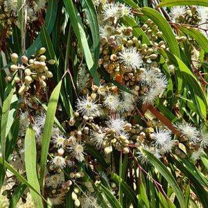 Eucalyptus Citriodora Fragrance Oil - The Fragrance Room