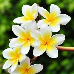 Frangipani Diffuser Oil Refill - The Fragrance Room