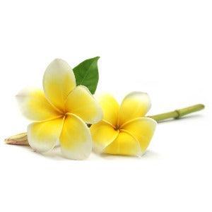 Frangipani Fragrance Oil - The Fragrance Room