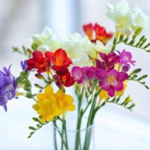 Freesia Fragrance Oil - The Fragrance Room