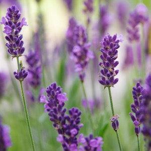 French Lavender Fragrance Oil - The Fragrance Room