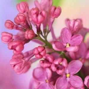 French Lilac Fragrance Oil - The Fragrance Room