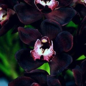 Ginger & Black Orchid Fragrance Oil - The Fragrance Room