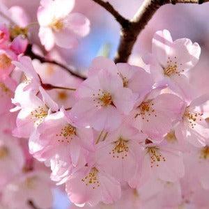 Japanese Cherry Blossom Fragrance Oil - The Fragrance Room