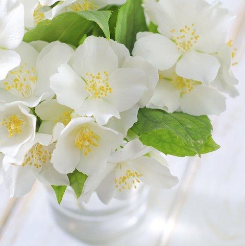 Jasmine Fragrance Oil - The Fragrance Room