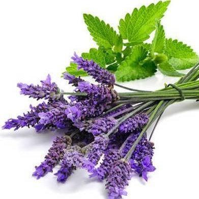 Lavender & Mint Diffuser Oil Refill - The Fragrance Room
