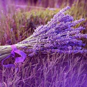 Lavender Reed Diffuser Oil Refill - The Fragrance Room