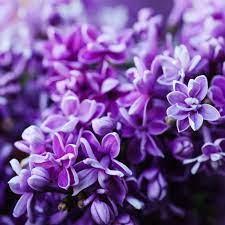 Lilac Fragrance Oil - The Fragrance Room