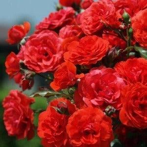 Mademoiselle de Paris Fragrance Oil - The Fragrance Room