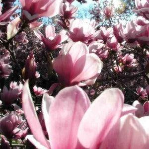 Magnolia Blossom Diffuser Oil Refill - The Fragrance Room