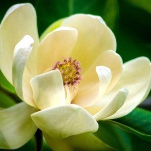 Magnolia Blossom Fragrance Oil - The Fragrance Room