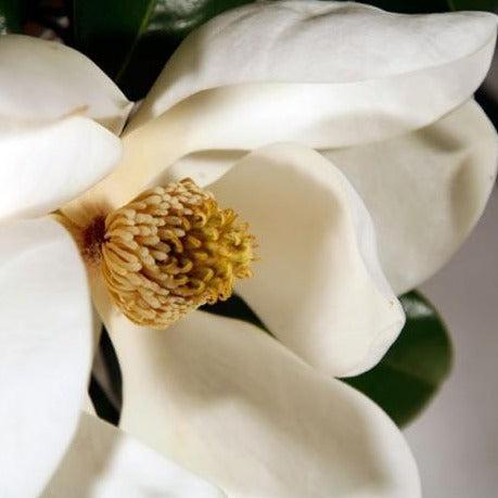 Magnolia Fragrance Oil - The Fragrance Room