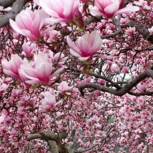 Magnolia In Bloom Diffuser Oil Refill - The Fragrance Room
