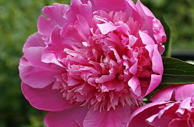 Peony Rose Diffuser Oil Refill - The Fragrance Room
