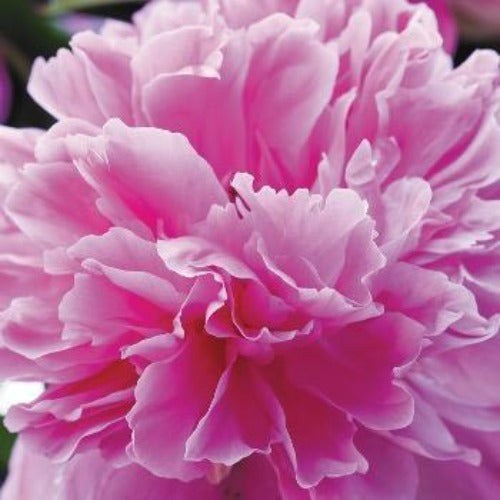 Peony Rose Fragrance Oil - The Fragrance Room