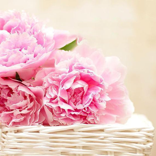 Pink Peony Fragrance Oil - The Fragrance Room