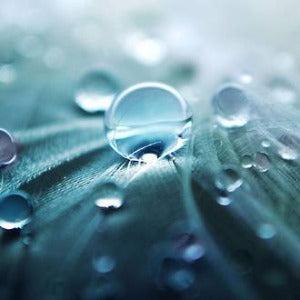 Rain Water Fragrance Oil - The Fragrance Room