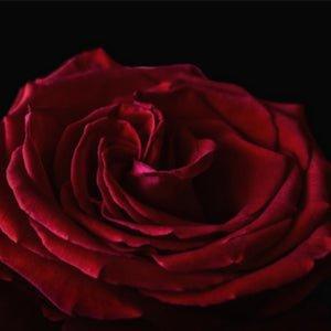 Red Velvet Rose Fragrance Oil - The Fragrance Room