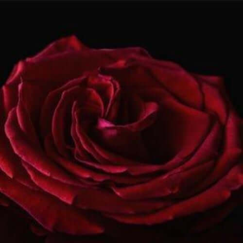 Red Velvet Rose Fragrance Oil - The Fragrance Room