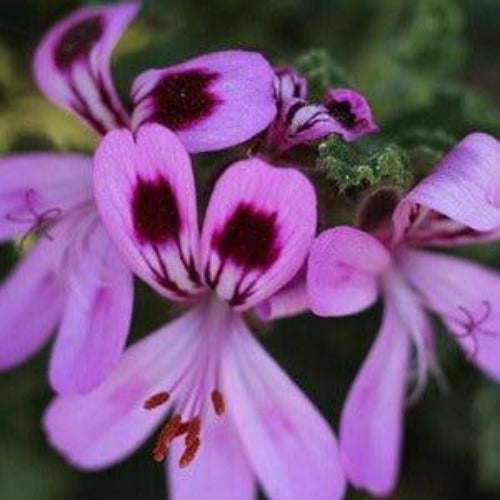 Rose Geranium & Bergamot Fragrance Oil - The Fragrance Room