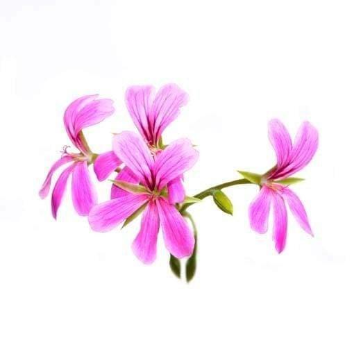 Rose Geranium Diffuser Oil Refill - The Fragrance Room