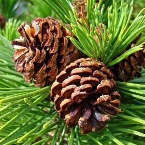 Scotch Pine Fragrance Oil - The Fragrance Room