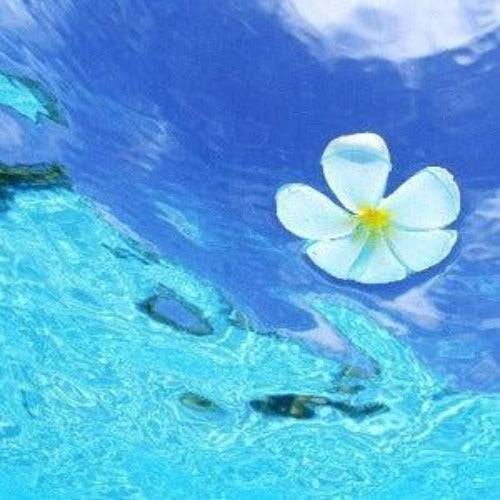 Sea Mist Waterlily Type Fragrance Oil - The Fragrance Room