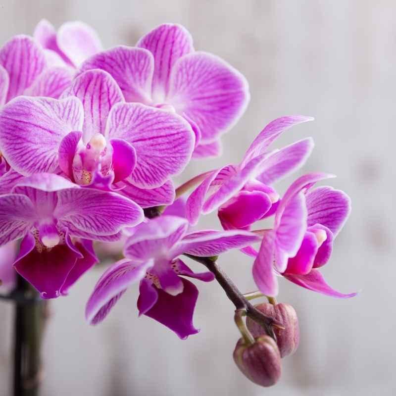 Singapore Orchid Fragrance Oil - The Fragrance Room