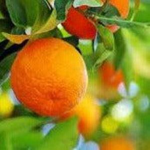 Sweet Neroli & Basil Diffuser Oil Refill - The Fragrance Room