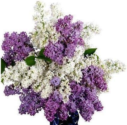 White Lilac Lavender Reed Diffuser Refill - The Fragrance Room