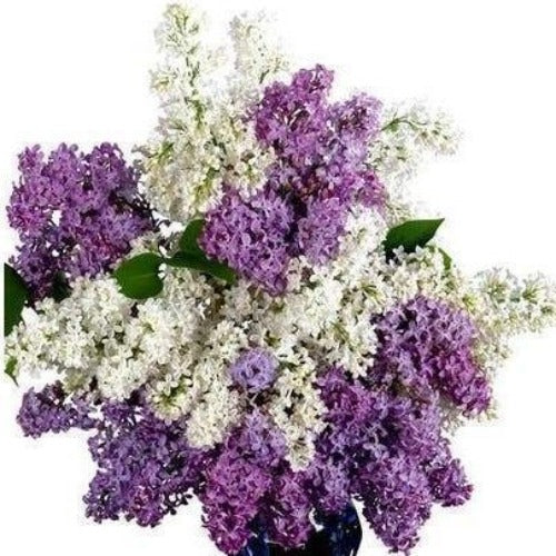 White Lilac Lavender Reed Diffuser Refill - The Fragrance Room