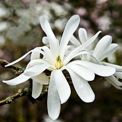 White Magnolia & Citrus Diffuser Refill - The Fragrance Room